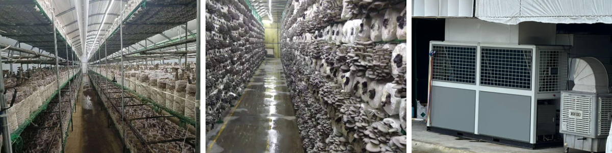 Инновационный экспорт в Малайзию: умные грибные установки для создания идеальных условий выращивания